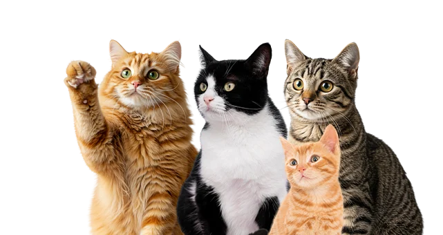 Gatos de distintas razas