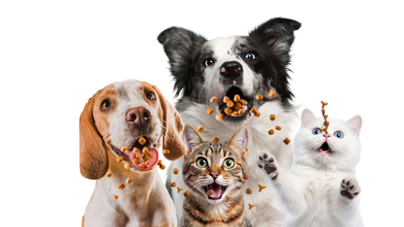 Perros y gatos disfrutando alimento Josera