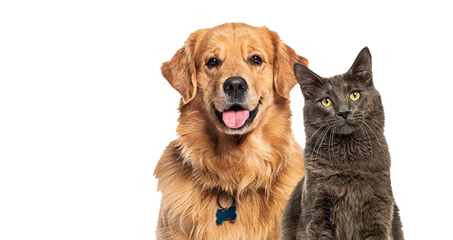 Perro golden retriever y gato gris