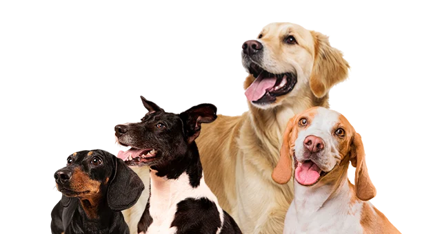 Perros de distintas razas